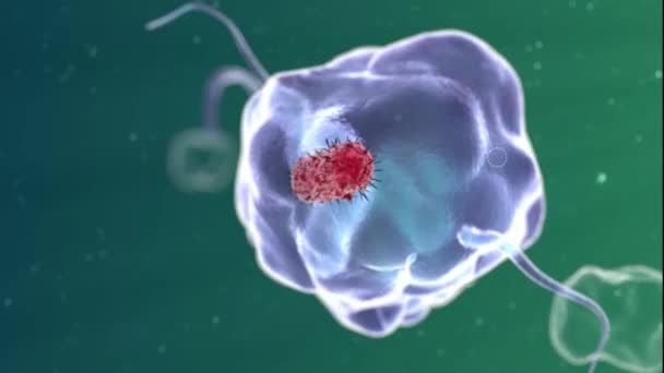 Macrophage avale des bactéries animation 3d — Video