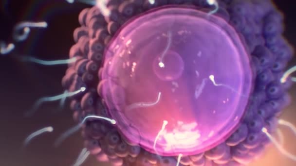 Macro rendering di spermatozoi che entrano in un ovulo — Video Stock