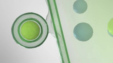 hücre mutasyon ve evrim animasyon dört kavram ayrılır