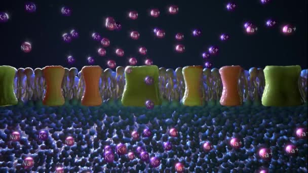 Usando ATP, a célula transporta íons de potássio sódico para o exterior — Vídeo de Stock