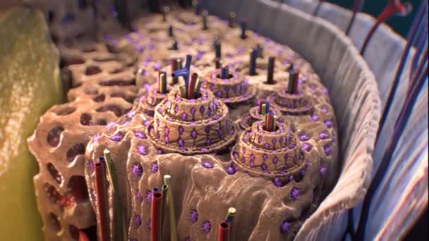 3D medicinsk animering av matsmältningssystemet — Stockvideo