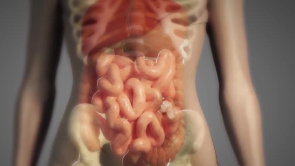 Viagem de alimentos no intestino — Vídeo de Stock