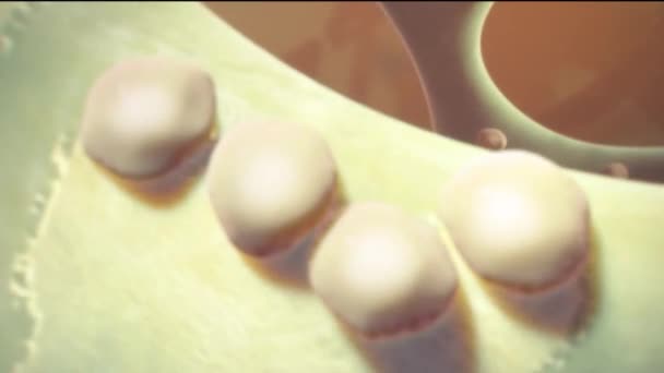 Osteoclast sul tessuto osseo. Gli osteoclasti (rosa) sono le cellule responsabili dell'osso — Video Stock