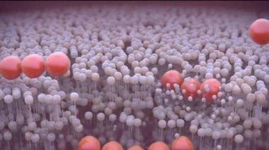 Lipid Biyolayer Tıbbi Animasyon