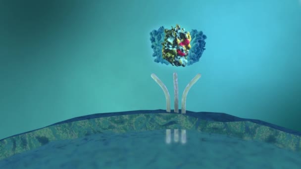 A receptor nem fogad el mutált sejteket — Stock videók