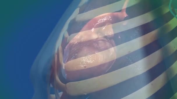 3D medische animatie van hart kloppen in menselijke ribbenkast — Stockvideo