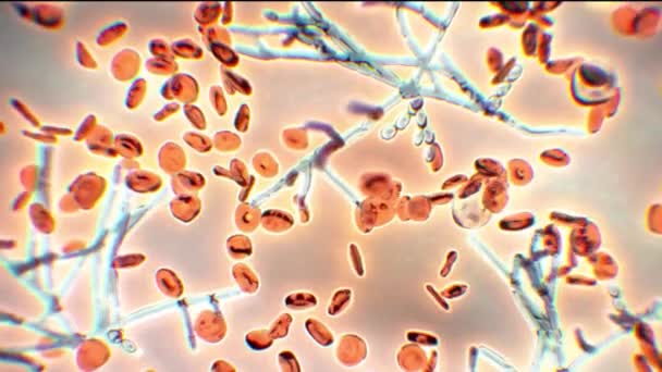 Blutzellen in mikroskopischer Umgebung. Arbeit im mikrobiologischen Labor — Stockvideo