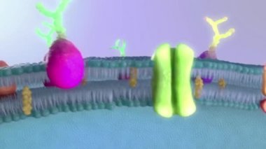 lipid ve reseptörleri Lipid Biyolayer Tıbbi Animasyon