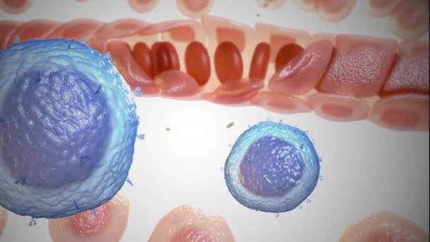 Опухолевые клетки, которые заполняют кровь аномальными клетками — стоковое видео
