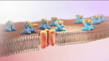 İnsülin Molekülünün Yapısı. 3d Mikrobiyoloji Animasyonu