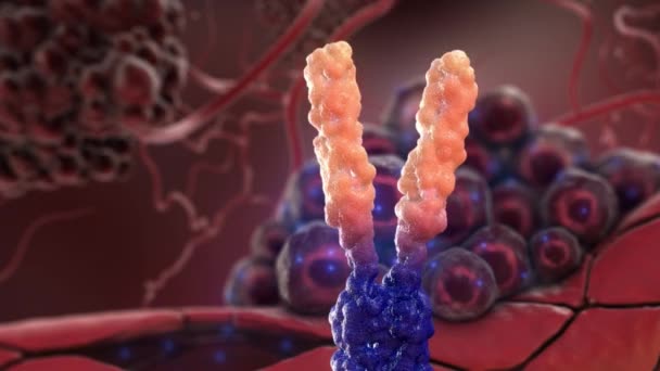 Receptor de dominio extracelular y anticuerpos — Vídeos de Stock