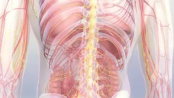 Anatomia człowieka 360 stopni obrót — Wideo stockowe