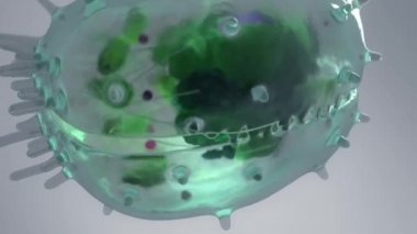 Hücrenin genel moleküler bileşiminin ana bileşenleri