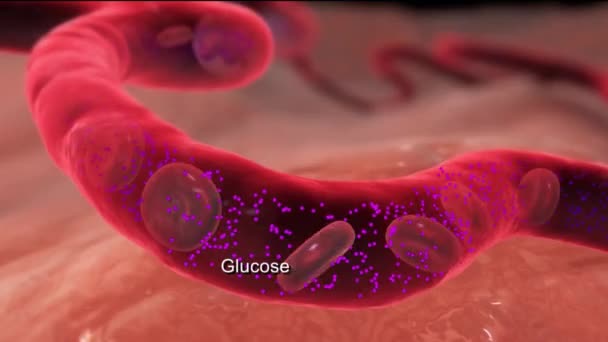 Bloedglucose is een suiker die de bloedbaan naar alle cellen in het lichaam vervoert om energie te leveren. — Stockvideo