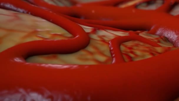 Les vaisseaux sanguins sont les composants du système circulatoire qui transporte le sang dans tout le corps humain. Ces vaisseaux transportent les cellules sanguines, les nutriments et l'oxygène vers les tissus du corps .