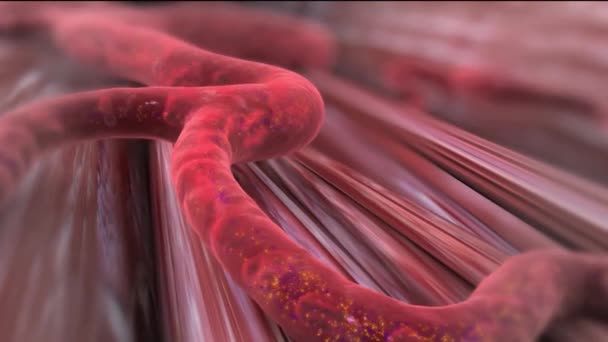 Animation scientifique 3D du transport du glucose dans le système circulatoire 