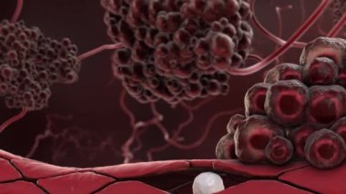 tümör hücrelerinin proliferasyonu 3d animasyon