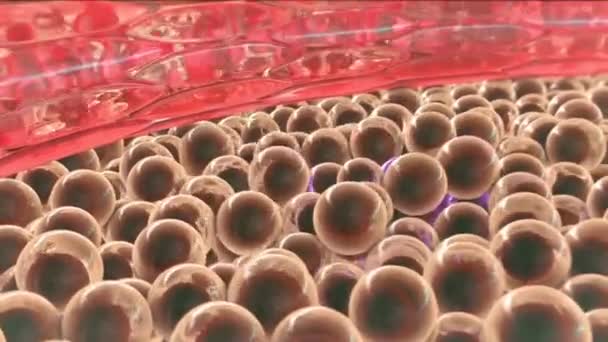 Tumor proliferation.An increase in the number of cells — Stock Video