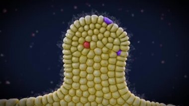 Pankreas gelişimi sırt ve karın pankreası tomurcuğunun oluşumuyla başlar..