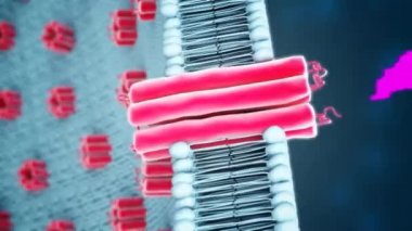 Testosterone is a hormone that plays a key role in carbohydrate, fat and protein metabolism.