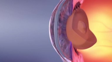 3D lazer göz ameliyatı. Göz Anatomisi