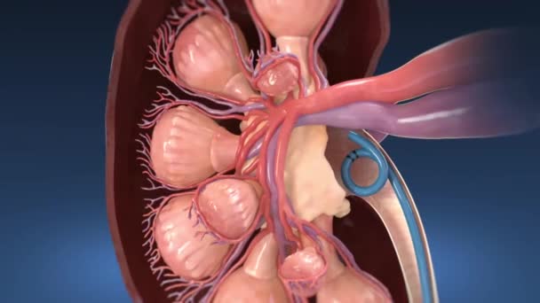 Los riñones son órganos en forma de frijol que cumplen varios papeles reguladores esenciales en los vertebrados. Su función principal es regular el equilibrio de los electrolitos en la sangre, junto con el mantenimiento de la homeostasis pH . — Vídeos de Stock