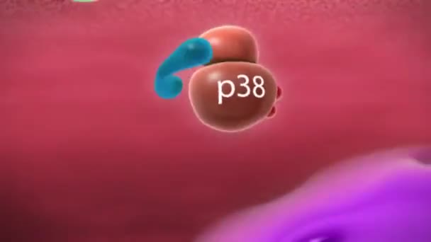 Inflamación de las vías respiratorias en la enfermedad pulmonar obstructiva crónica — Vídeo de stock