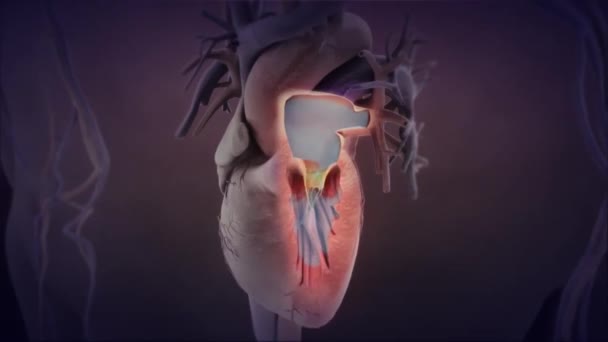 Vías cardiovasculares. Latido. Animación médica 3D — Vídeo de stock