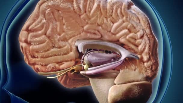 成体神经发生是由成体神经干细胞生成神经元的过程. — 图库视频影像