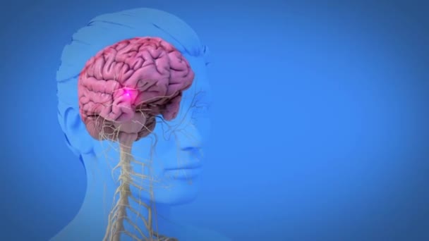İnsan Başının Dönüşünün 3 boyutlu tıbbi animasyonu ve mavi arka planda beyin ve damar sistemini gösteriyor — Stok video