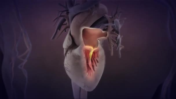 Bacteriën in het hart en vasculaire paden.3D Animated Zoom Model — Stockvideo