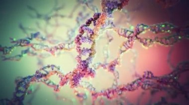 Organizmaların gelişimi, insan vücudundan virüslere, Dna'da bulunan genetik bilgilere bağlıdır , deoksiribonükleik asit.