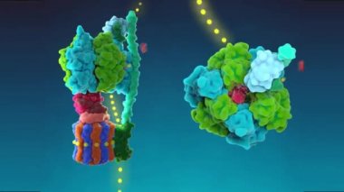 Genlerin DNA dizilimli işlevsel protein yapılarına dönüşümü