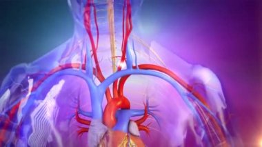 Beyninizin otonom sinir sistemi kalbinize oksijen zengini kanını pompalaması için sinyal verir ve kalbiniz tüm vücudunuza kan göndererek yanıt verir.