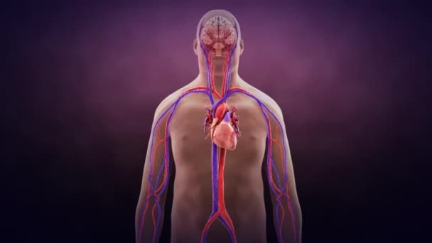 3d Animation Fat man model.Cardiovascular system — стоковое видео
