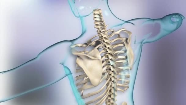 The thoracic spine is the longest region of the spine, and by some measures it is also the most complex — Stock Video