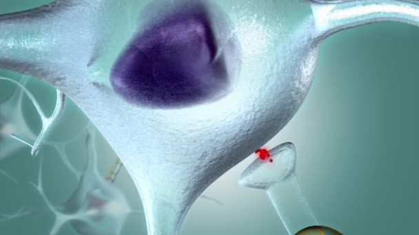 Un neurone genera un impulso elettrico, inducendo la cellula a rilasciare i suoi neurotrasmettitori  . — Video Stock