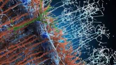 Sinir sistemi, nöronlar olarak bilinen ve vücudun farklı bölümleri arasında sinyal ileten karmaşık bir sinir ve özel hücrelerdir..