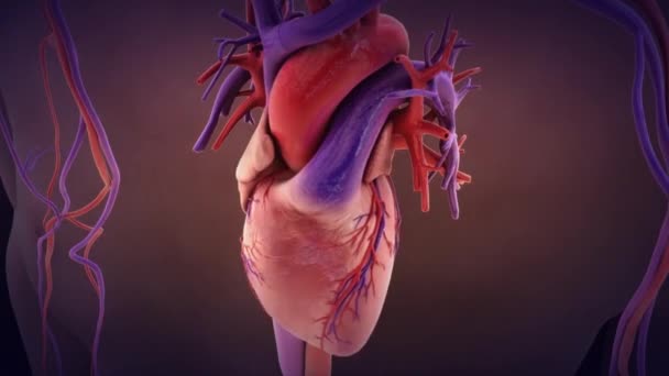 Bakterie v srdci a cévní cesty.3D animovaný zoom model — Stock video