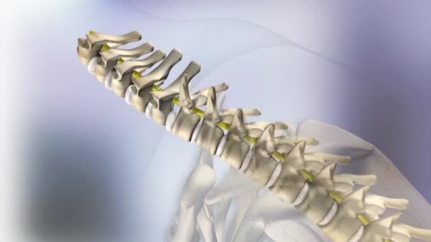 The cervical nerves are the spinal nerves from the cervical vertebrae in the cervical segment of the spinal cord — Stock Video