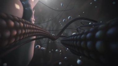 Hipokampüsün nöronlarında, Glut2 'nin sinaptik aktiviteyi ve nörotransmitter salınımını düzenlemesi beklenir..