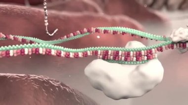 Genetik kod, deoksiribonükleik asitteki nükleotitlerin dizisi (DNA)