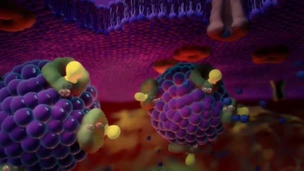 Ion Channels in Epithelial Cells — Stock Video