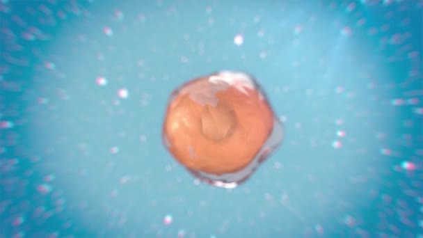 Hücre döngüsünün aşamaları — Stok video