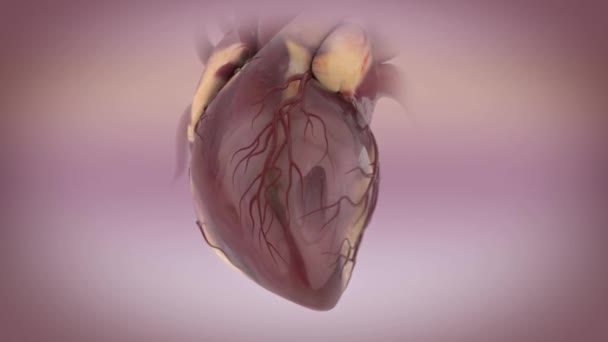 Modelo animado de latidos del corazón en diferentes estilos y diferentes materiales — Vídeos de Stock