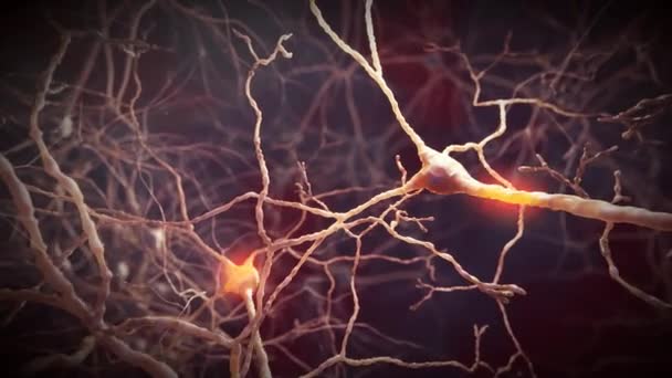 Neuron signalen in de hersenen — Stockvideo