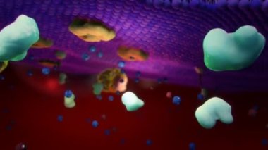 Epitel Hücrelerdeki İyon Kanalları