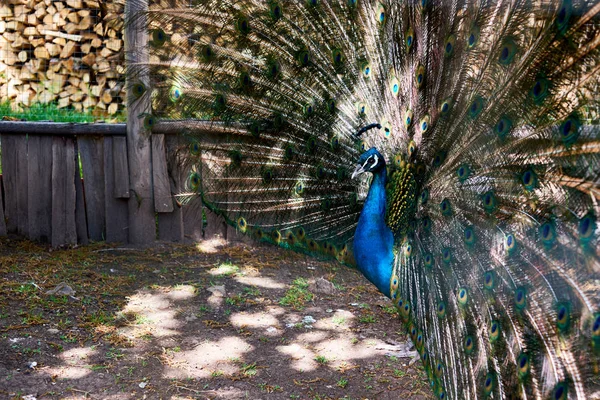 Indian peacock blue color with a yellow green pattern on the tail.