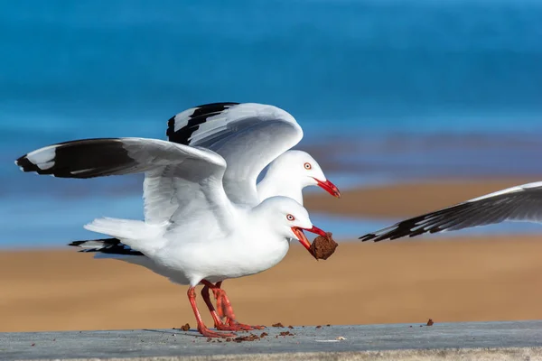 Seagulls fighting over a brownie. Seagulls stealing food in Abel Tasman national park — Stock Photo, Image