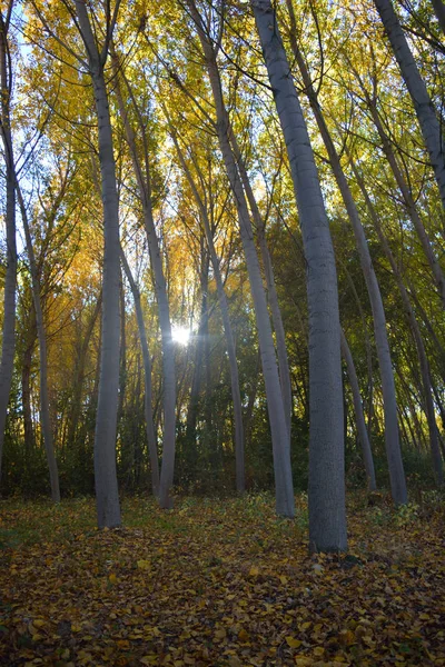 Paisaje cálido de otoño en un bosque de robles, con el sol arrojando rayos de luz a través de los árboles — Foto de Stock